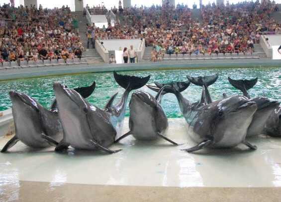 Spectacole cu delfini la Delfinariul din Constanța, începând cu 15 iunie! Spectacole cu delfini la Delfinariul din Constanța, începând cu 15 iunie!