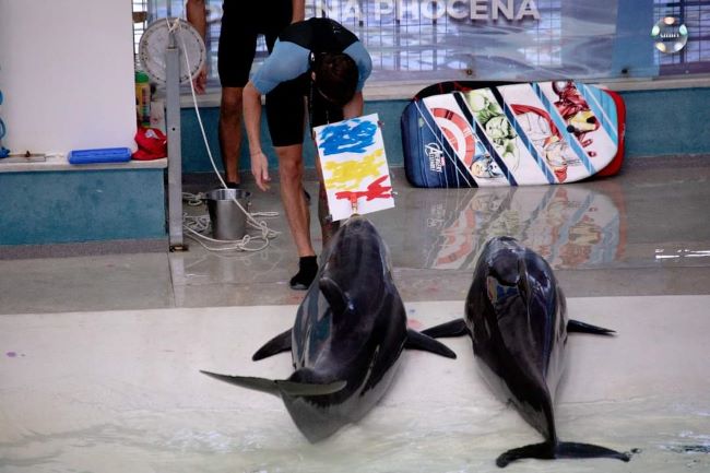 Tragedie la Delfinariu Constanța: Un delfin a decedat neașteptat Tragedie la Delfinariu Constanța: Un delfin a decedat neașteptat