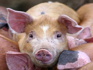 Fermă din Fântânele afectată de epidemia de pestă porcină africană Fermă din Fântânele afectată de epidemia de pestă porcină africană