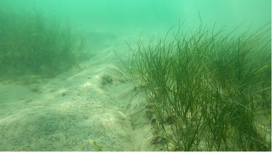 Iarba de mare și recifele artificiale transformă Marea Neagră în un loc fascinant Iarba de mare și recifele artificiale transformă Marea Neagră în un loc fascinant