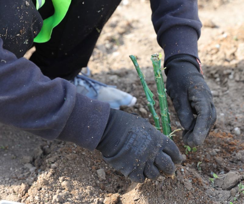 Constanța dă startul campaniei de plantare a copacilor de primăvară! Constanța dă startul campaniei de plantare a copacilor de primăvară!